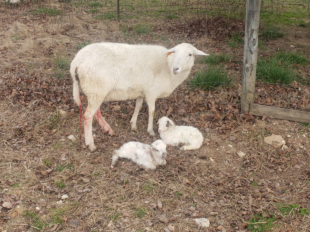 Ram Lambs