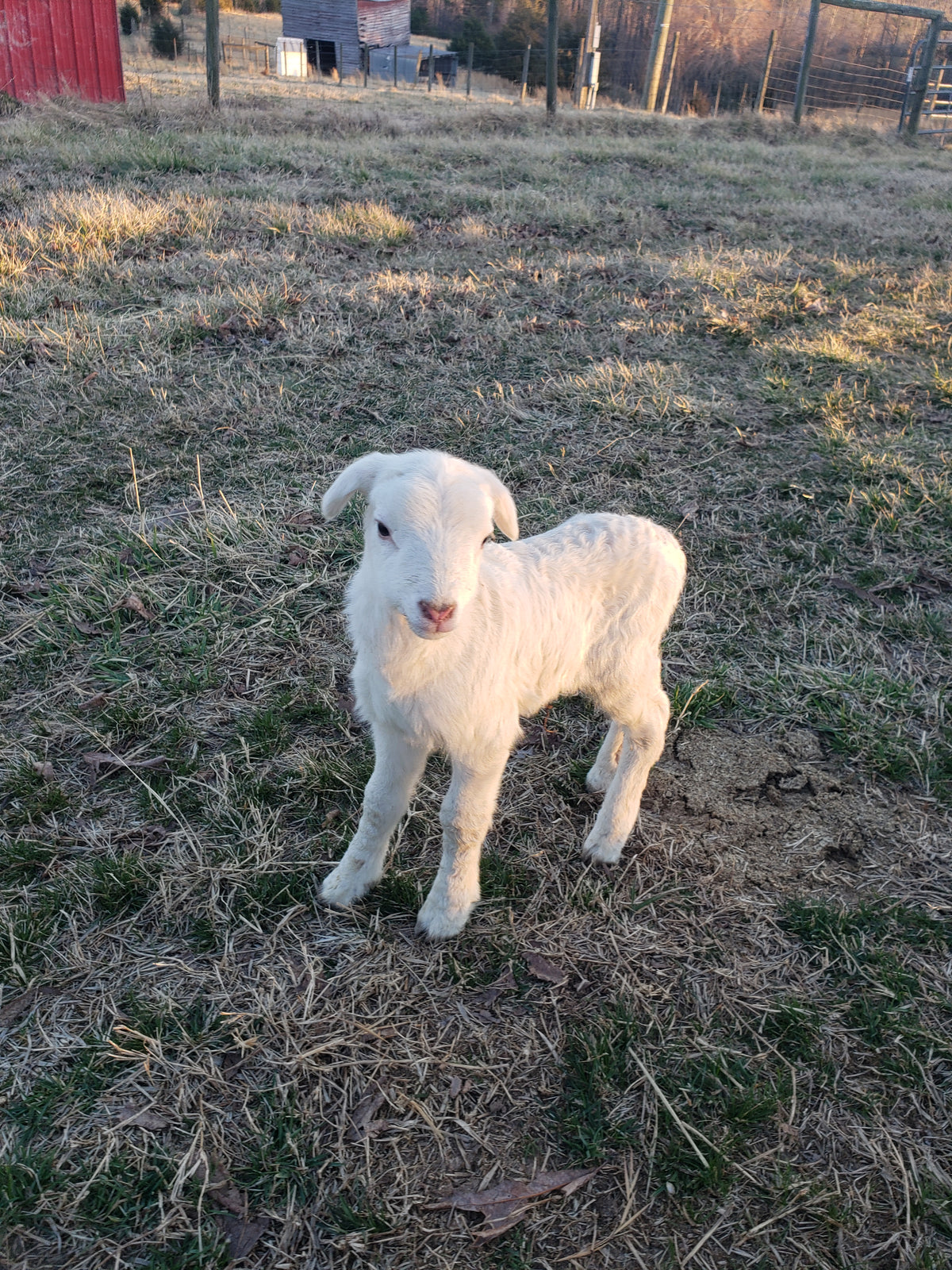 Ram Lambs