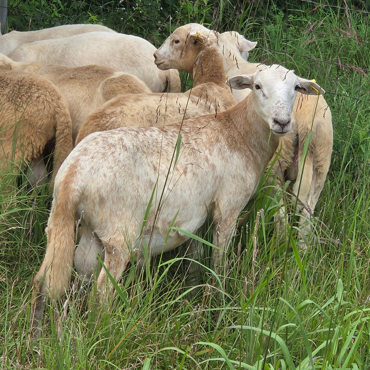 Ram Lambs