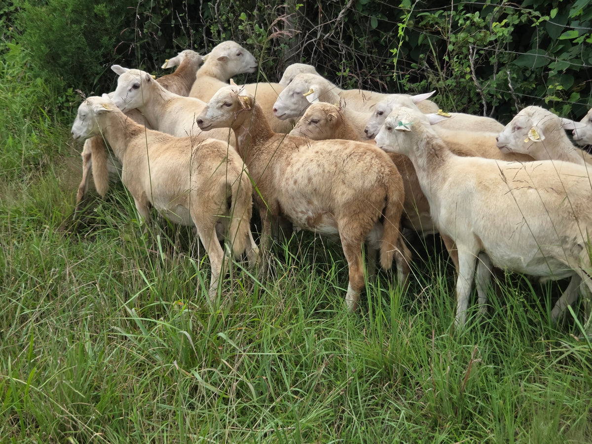 Ram Lambs