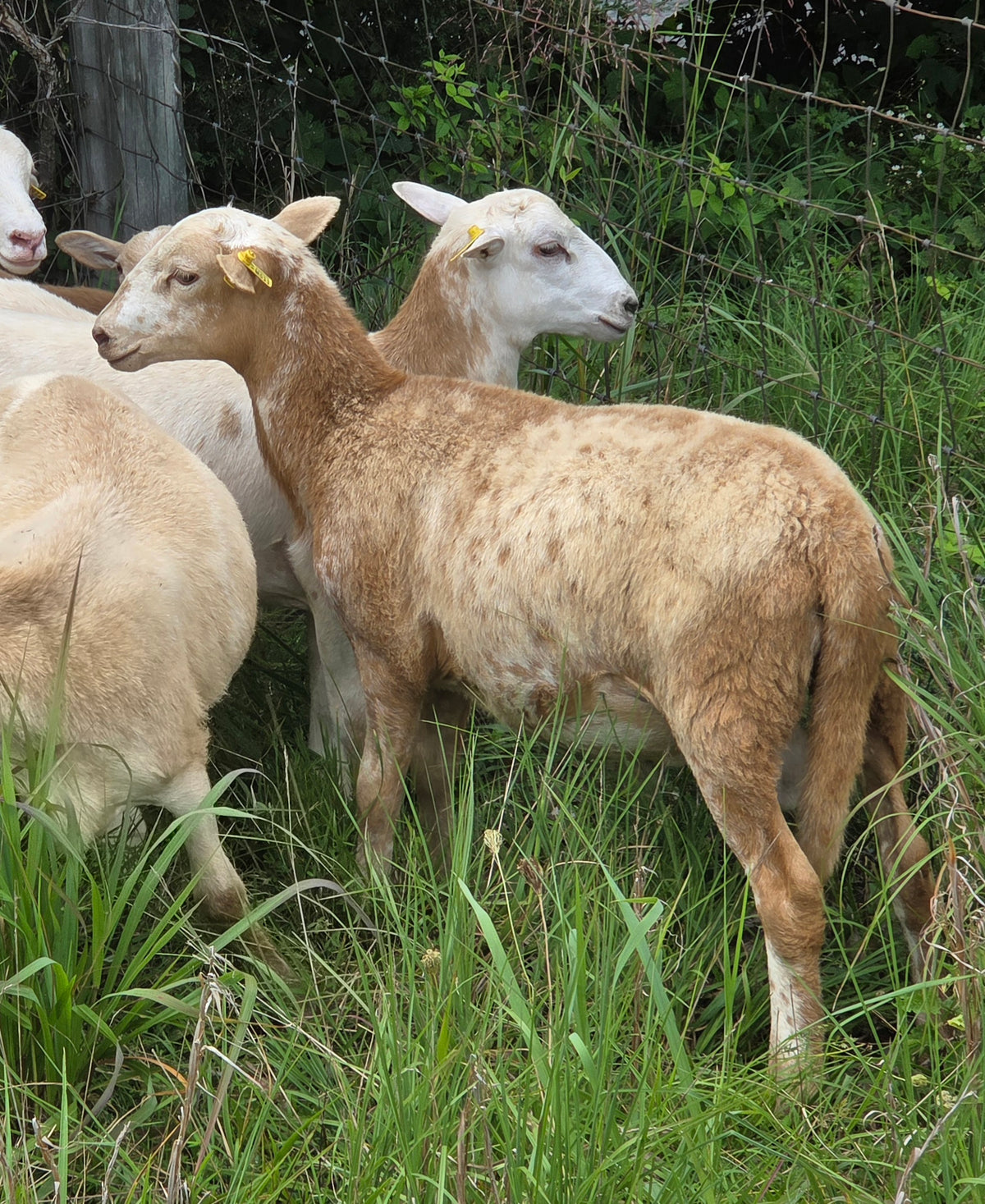 Ram Lambs