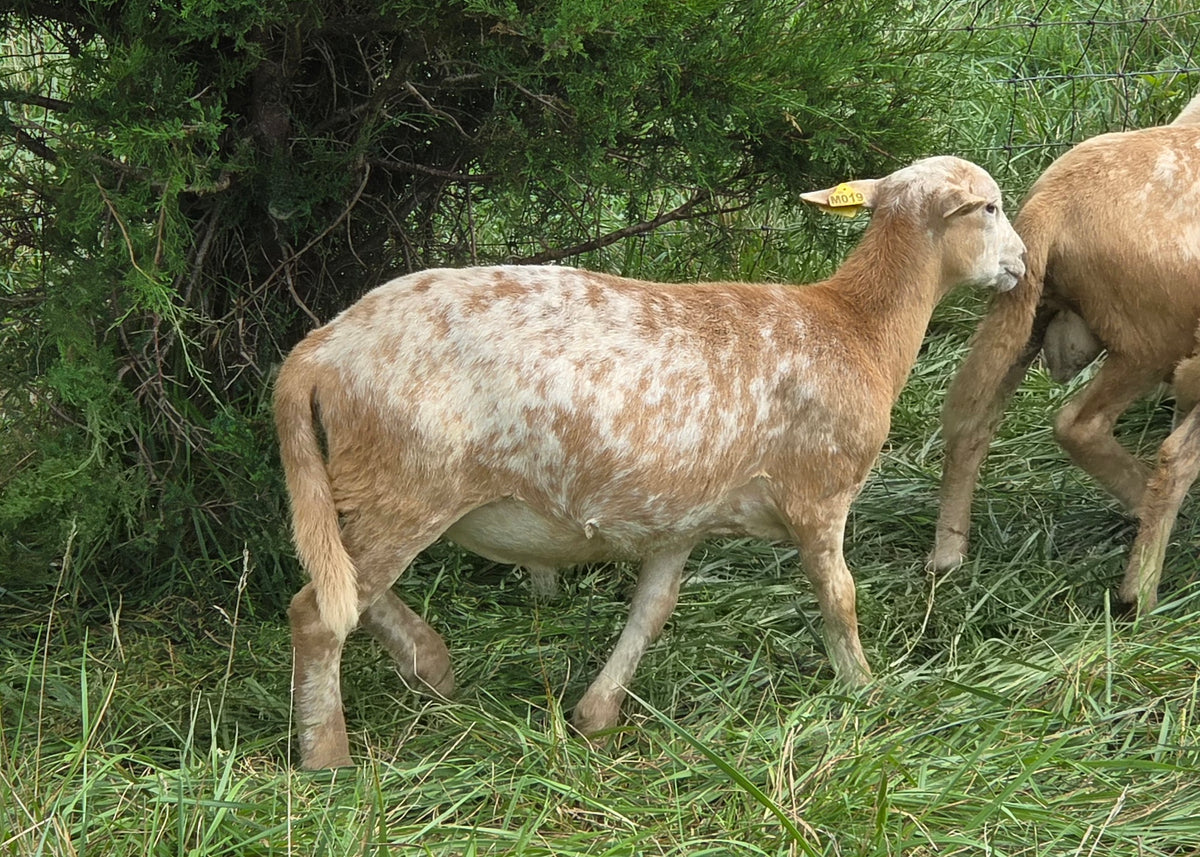 Ram Lambs