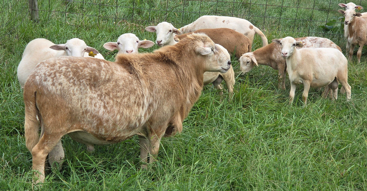 Ram Lambs