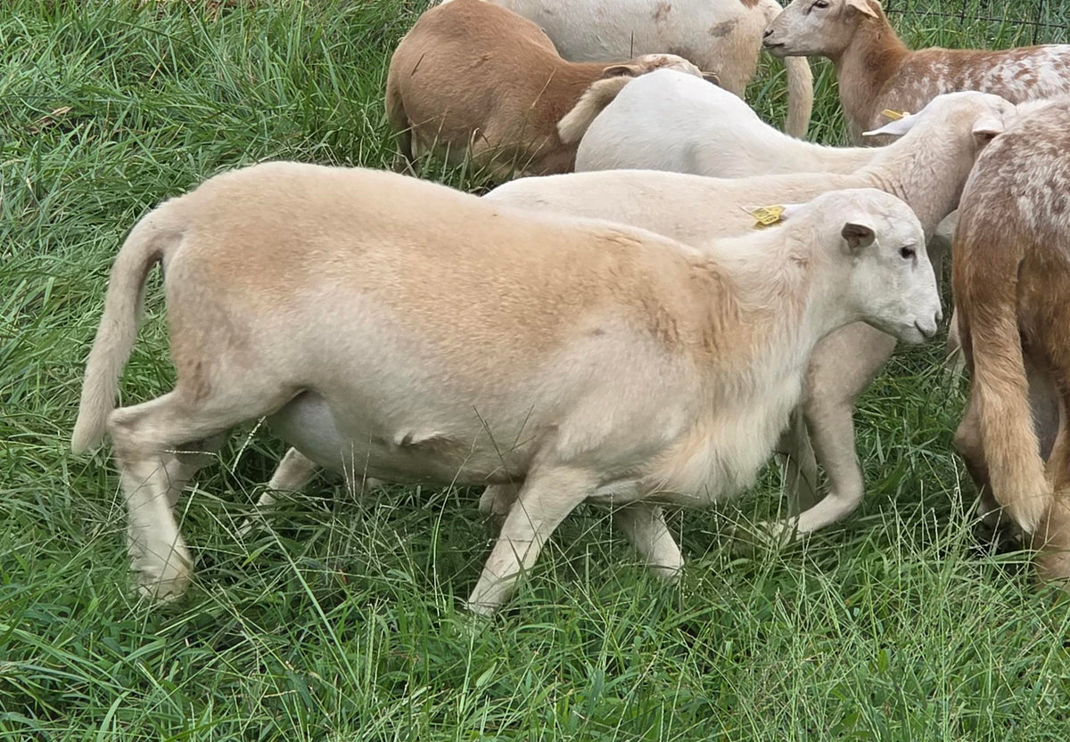 Ram Lambs