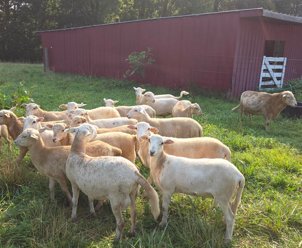 Grass Fed Ram Lambs
